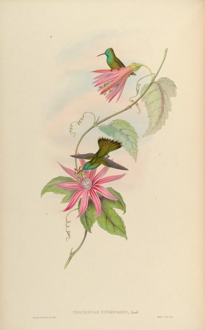 Thaumatias nitidifrons by John Gould